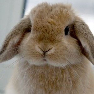 Meet your Posher, Funnce